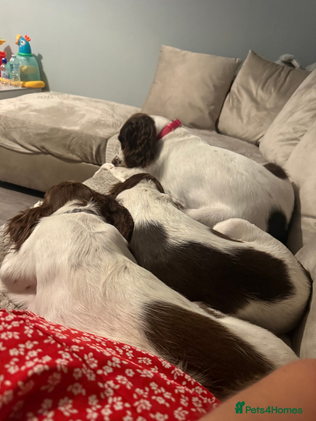 English Springer Spaniel dogs for sale: Female springer spaniel pup - Image 4