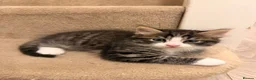 Mixed Breed cats for sale: 3 Beautiful Kittens Looking for Loving Homes  - Advert 8