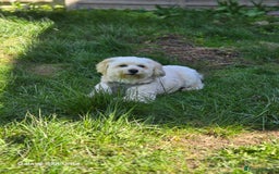Mixed Breed dogs for stud: Teddy - Image 2