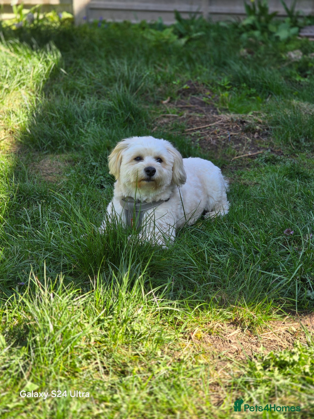 Mixed Breed dogs for stud: Teddy - Image 2