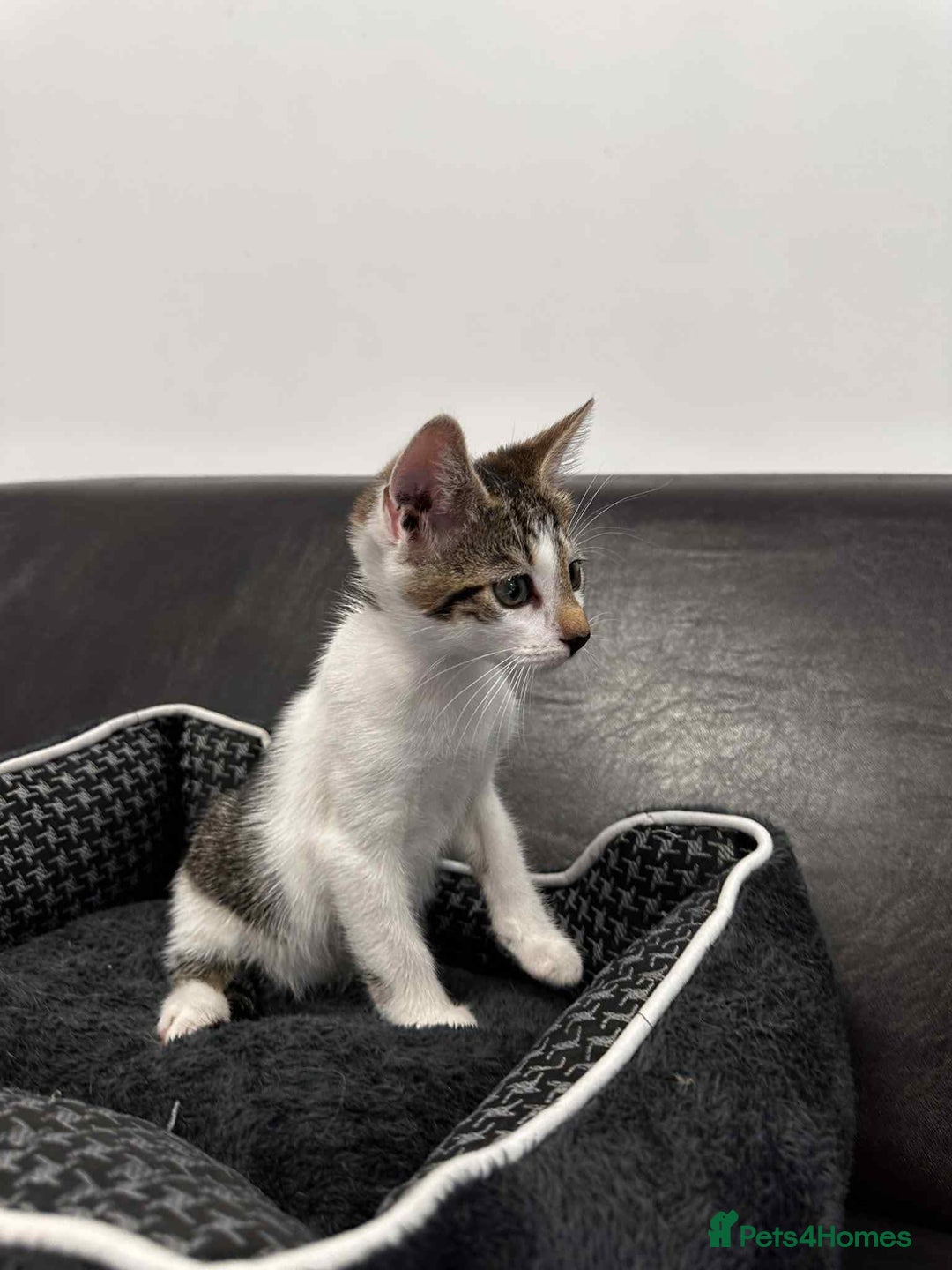 Mixed Breed cats for adoption: Freddy for adoption - Image 5
