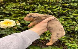 Olde English Bulldogge dogs for sale: RAINBOW OLD ENGLISH LITTER !!! - Image 9