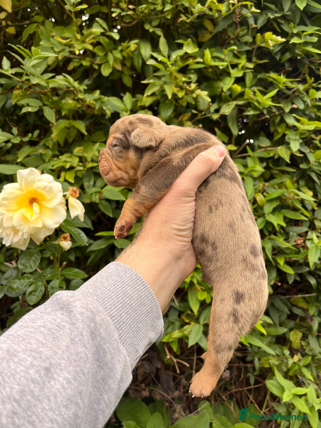 Olde English Bulldogge dogs for sale: RAINBOW OLD ENGLISH LITTER !!! - Image 9