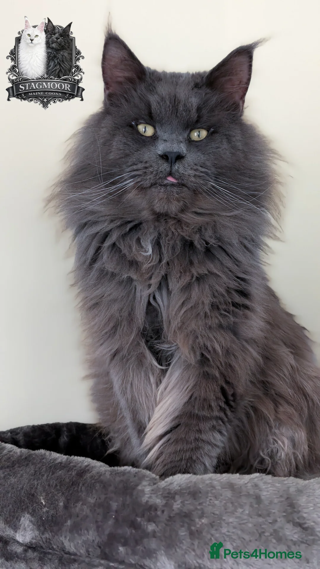 Maine Coon cats for stud: Large Blue Smoke Maine Coon Stud GCCF/TICA  - Advert 1