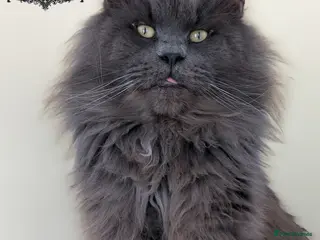 Maine Coon cats Large Blue Smoke Maine Coon Stud GCCF/TICA - Advert 1