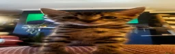 Bengal cats for sale: Stunning silver and brown bengal boys  - Advert 13