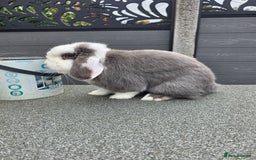 Mini Lop rabbits for sale: Wait list pure bred minilops - Image 6