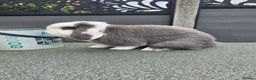 Mini Lop rabbits for sale: Wait list pure bred minilops - Advert 6