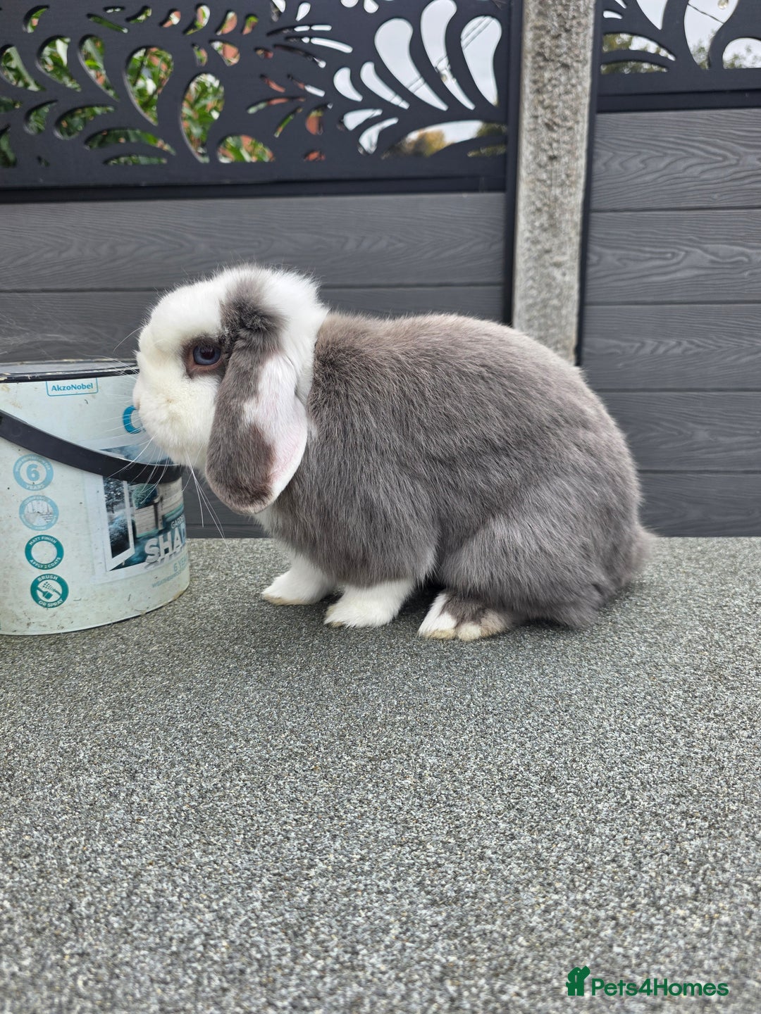 Mini Lop rabbits for sale: Wait list pure bred minilops - Image 6