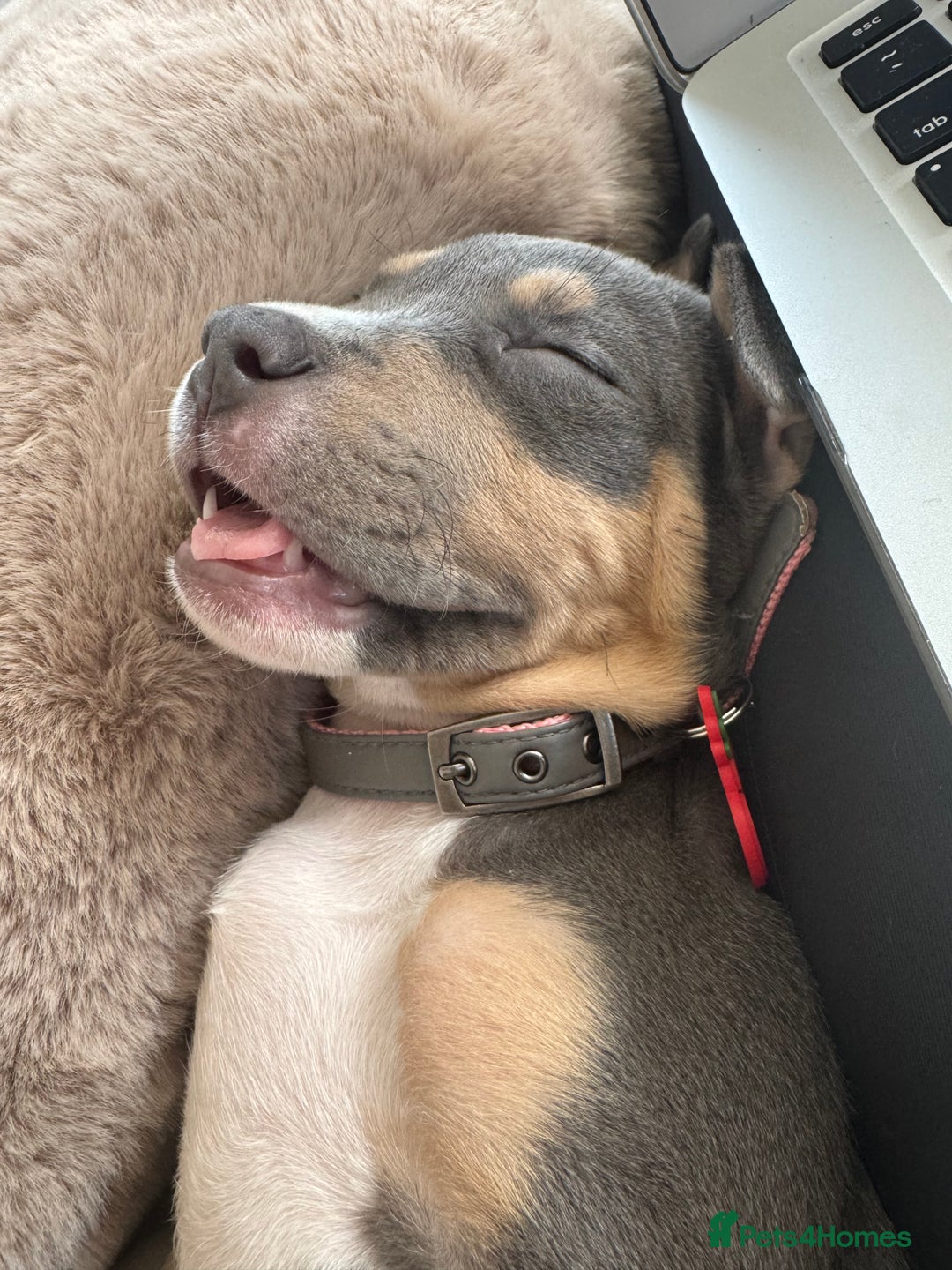 Mixed Breed dogs for sale: Amstaff mix, ready for forever home.  - Image 3