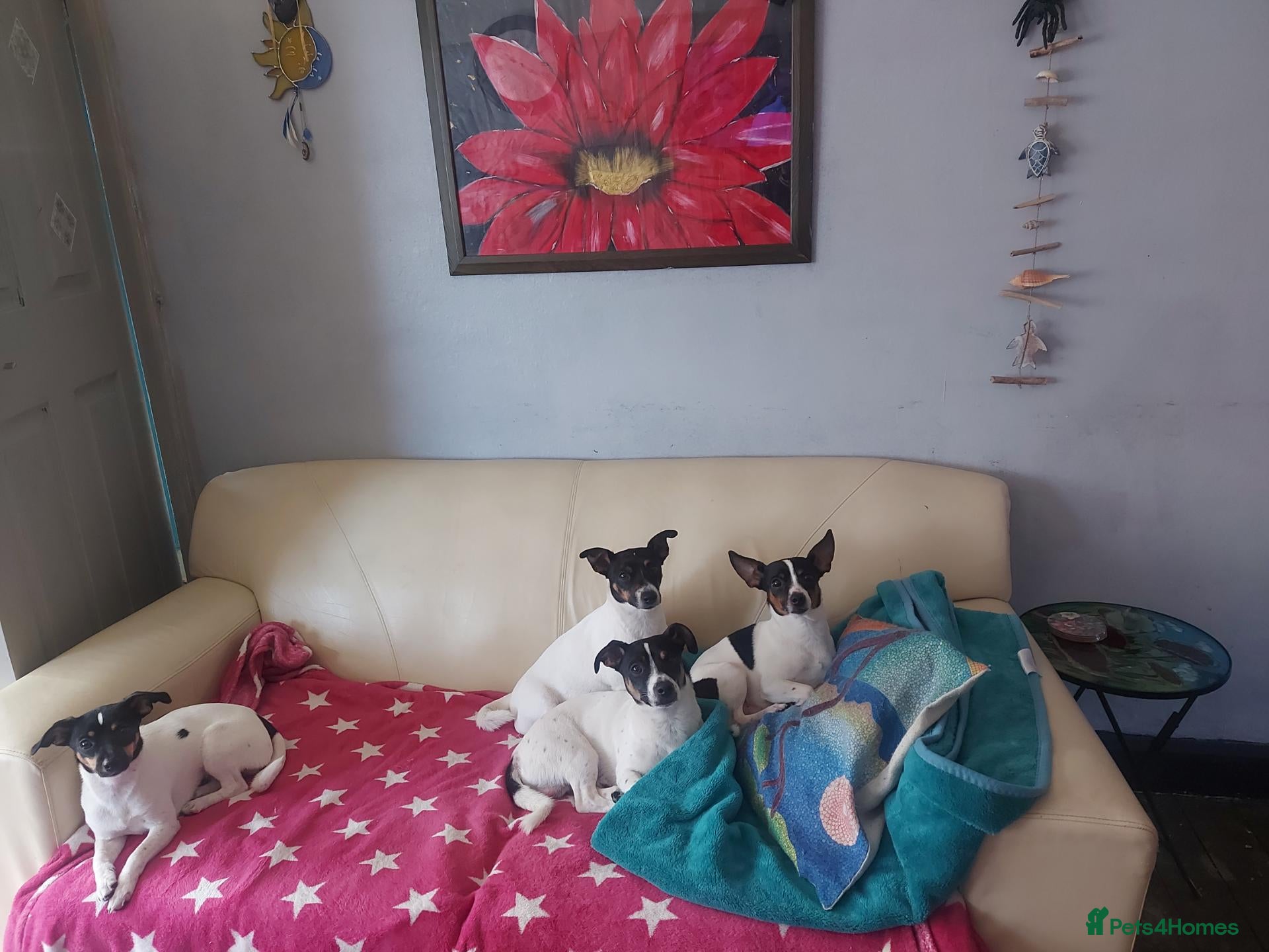Jack Russell dogs for sale: Jack russel  - Advert 1