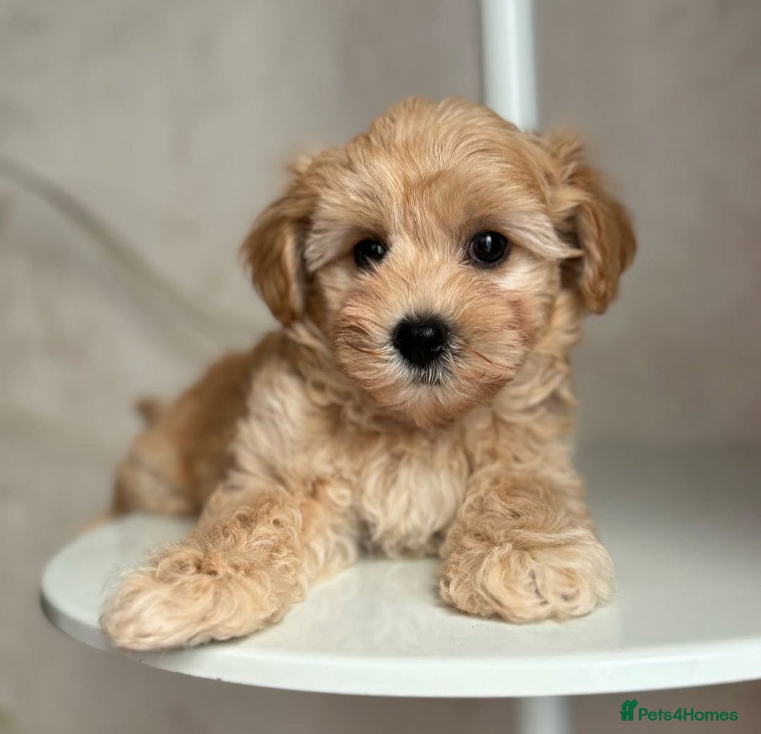 Maltipoo dogs for sale: Beautiful Maltipoo Toy Puppies - Image 16