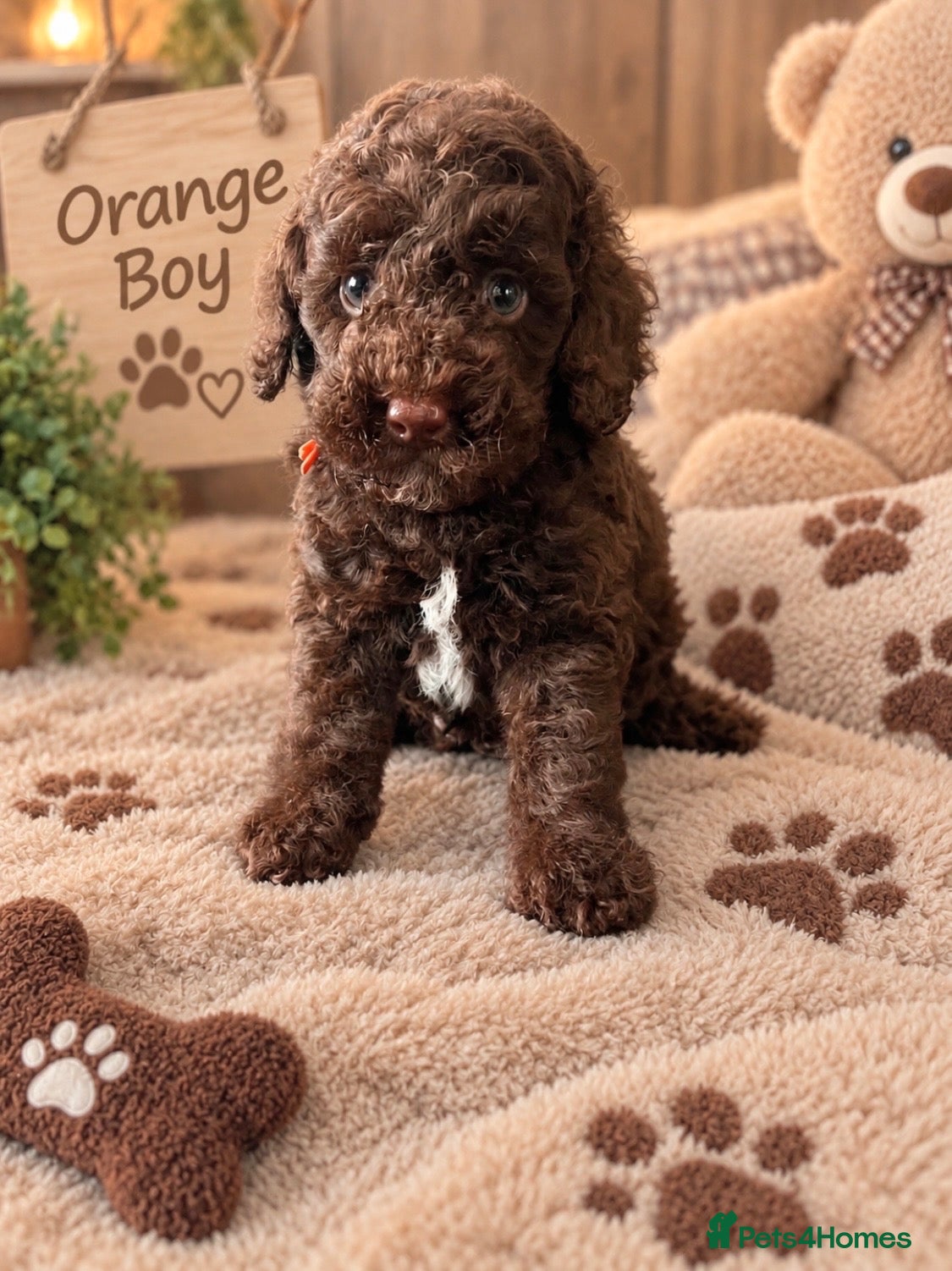 Miniature Poodle dogs 🤎 BEAUTIFUL CHOCOLATE MINIATURE POODLE BOYS 🤎 - Advert 18