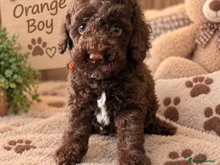 Miniature Poodle dogs 🤎 BEAUTIFUL CHOCOLATE MINIATURE POODLE BOYS 🤎 - Advert 13
