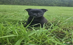 Mixed Breed dogs for sale: 9 week old female pug-a-pom - Advert 6