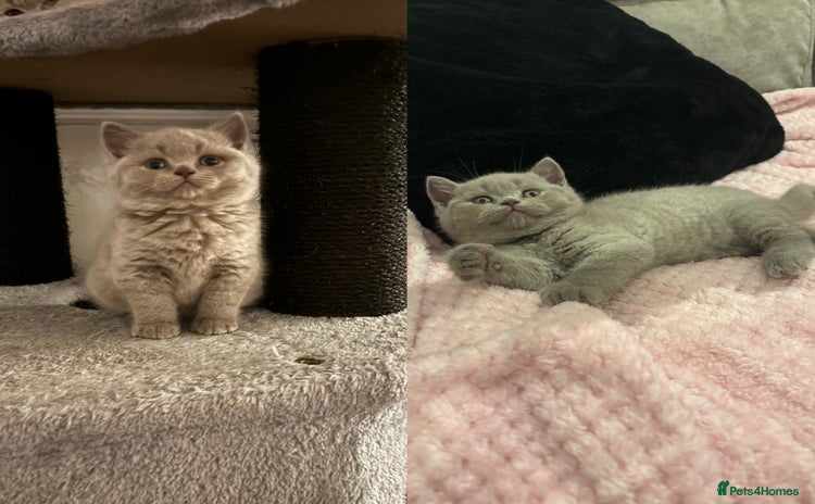 British Shorthair cats GCCF British Shorthair Kittens – Champion Lines - Advert 12
