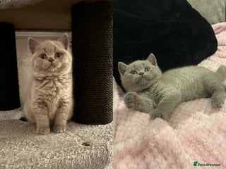 British Shorthair cats GCCF British Shorthair Kittens – Champion Lines - Advert 15