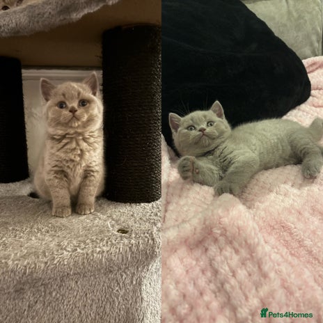 British Shorthair cats GCCF British Shorthair Kittens – Champion Lines - Advert 12