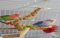 Lovebirds birds for sale: Lovebirds - Image 3