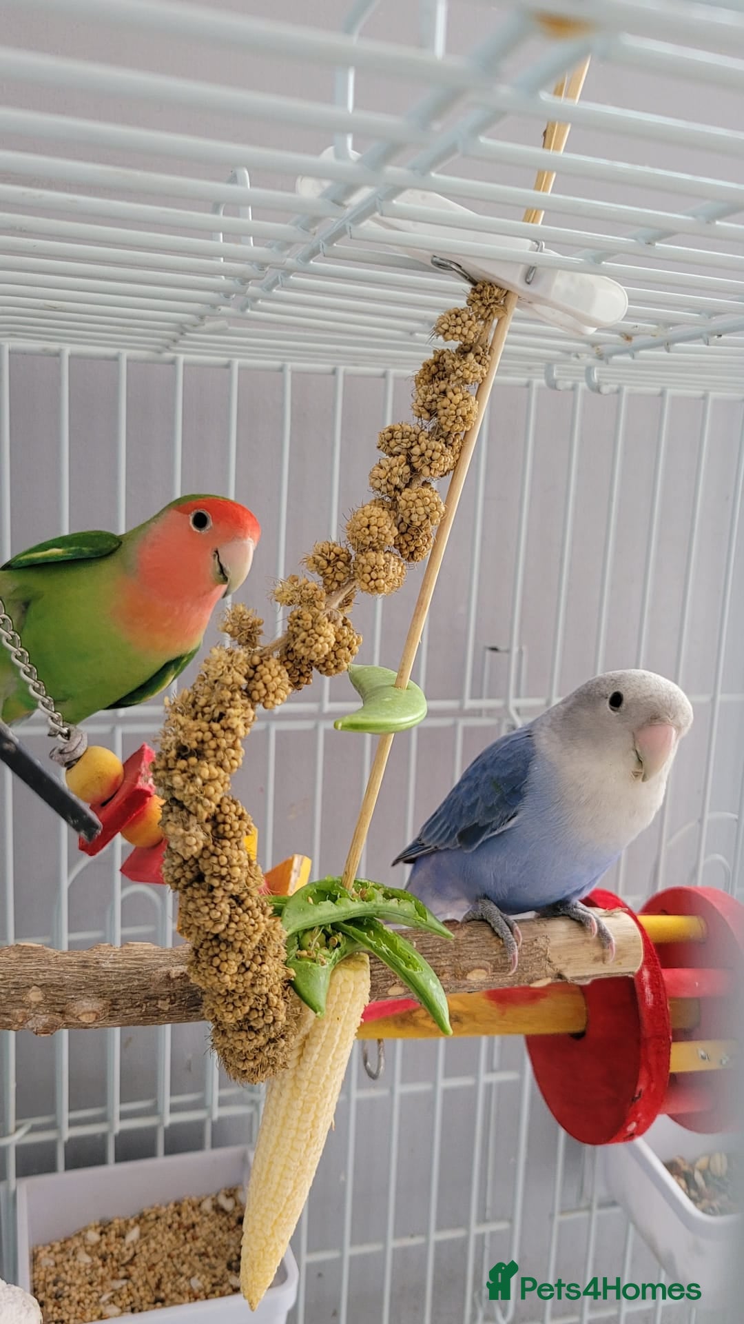 Lovebirds birds for sale: Lovebirds - Image 3