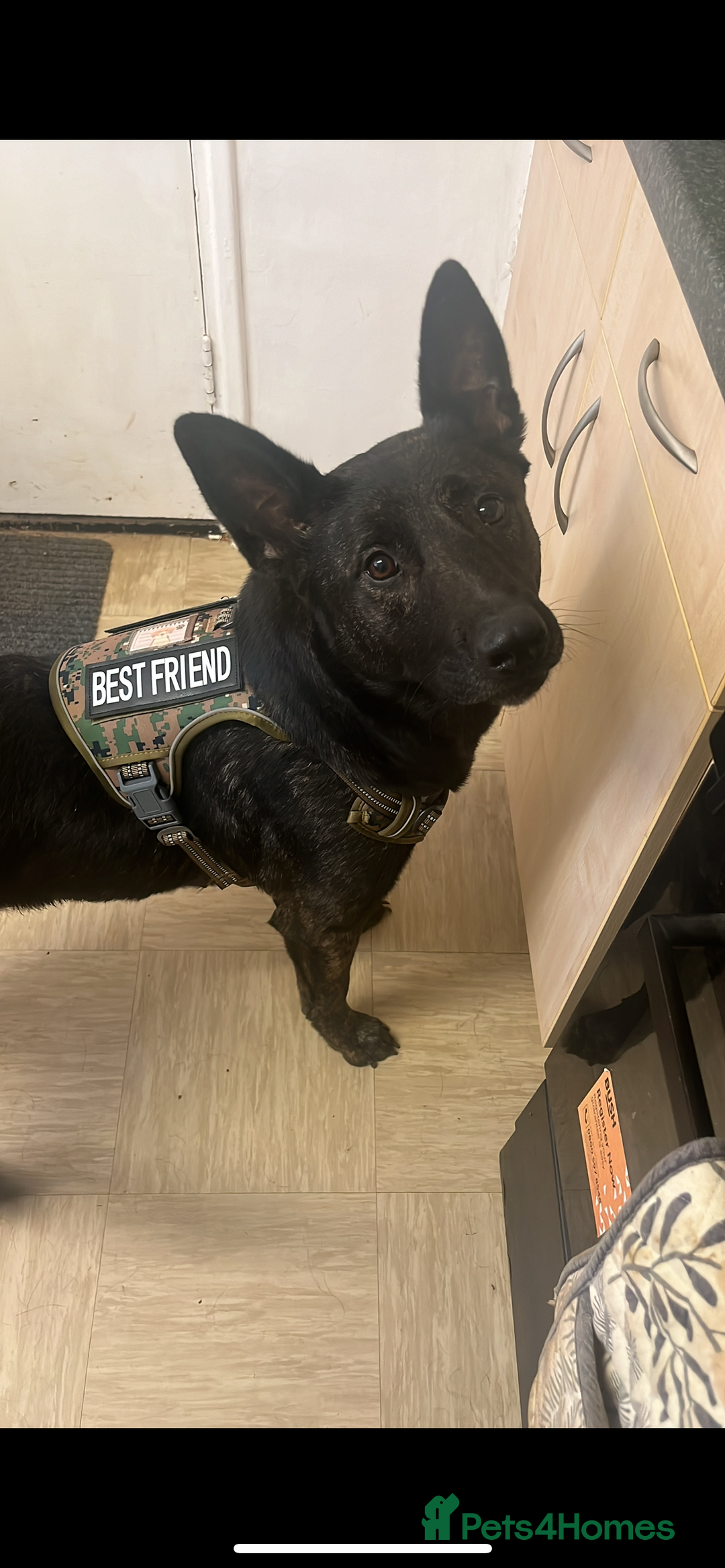 German Shepherd dogs for sale: Dutch Female - 6 years - Image 1