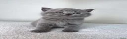 British Shorthair cats for sale: Beautiful Purebred Blue British Shorthair Kittens  in Dundee - Advert 21