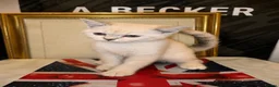 British Shorthair cats for sale: British shorthair kittens ready to leave - Advert 6