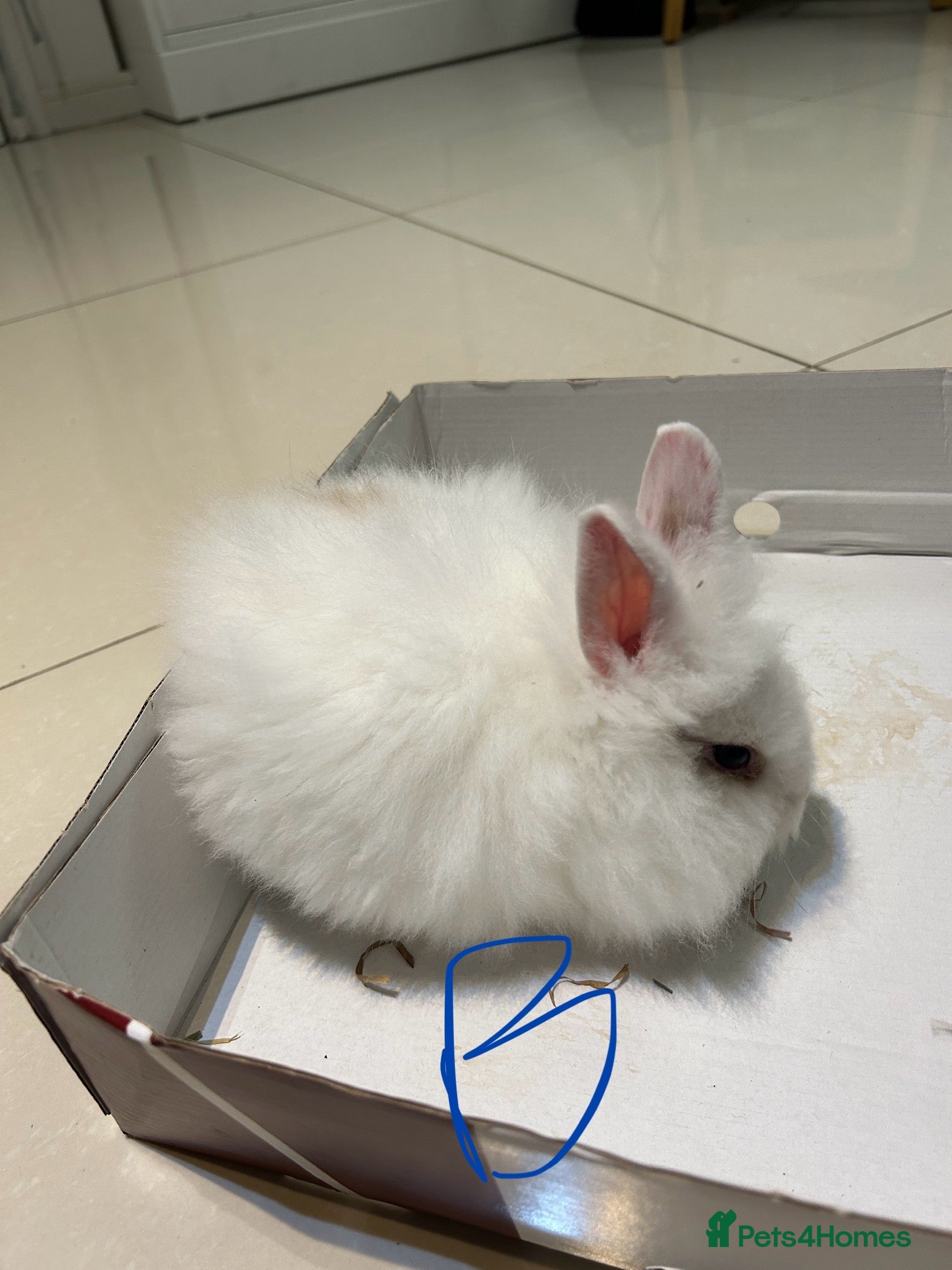 Lionhead rabbits Lionhead  - Advert 1