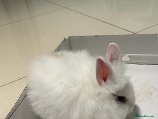 Lionhead rabbits Lionhead - Advert 2