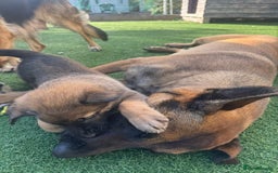 Mixed Breed dogs for sale: 7 German Shepherd & Belgian Malinois Puppies - Image 3