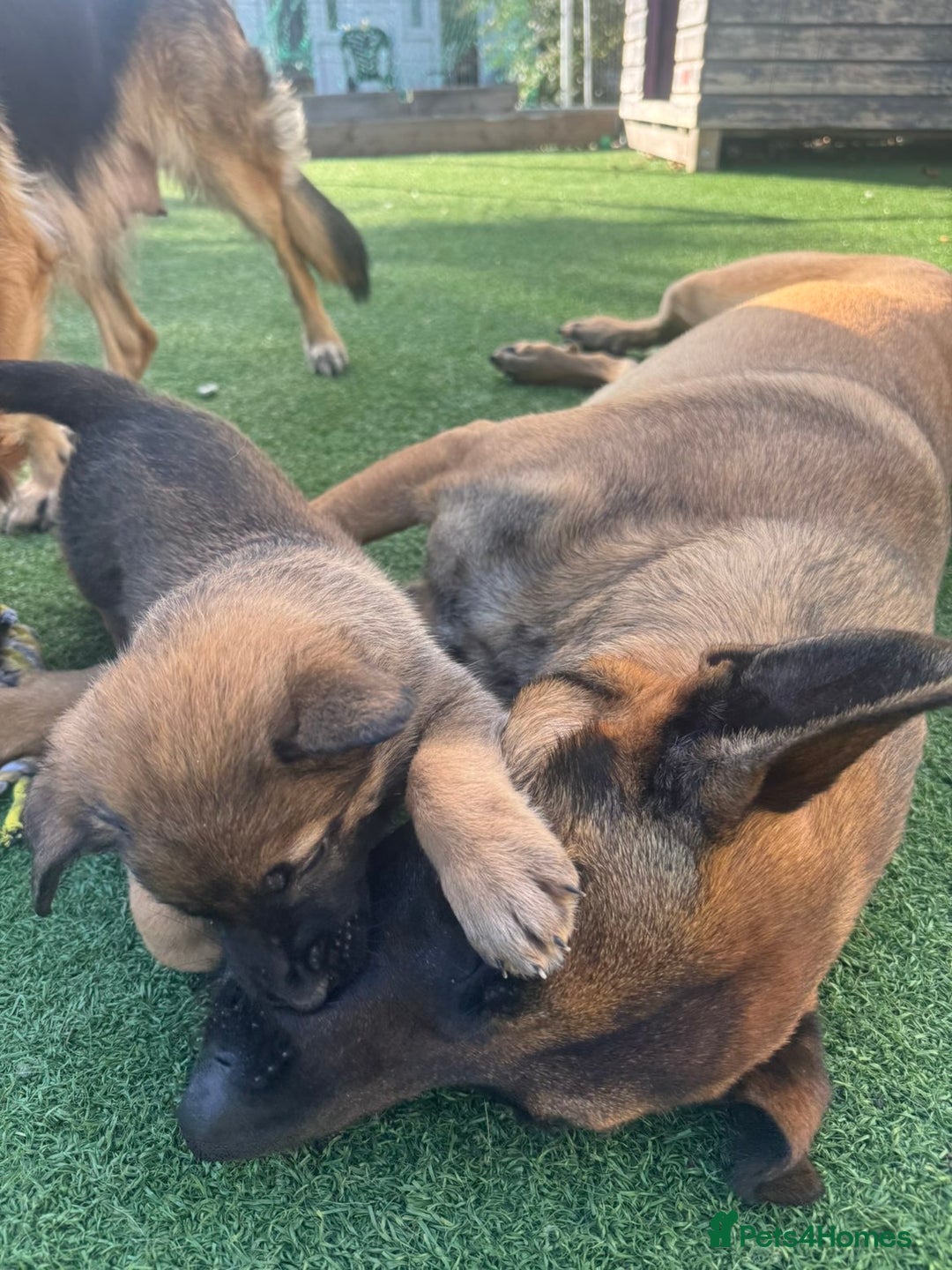 Mixed Breed dogs for sale: 7 German Shepherd & Belgian Malinois Puppies - Image 3
