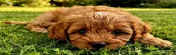 Cavapoo dogs for sale: Adorable F1 Cavapoo Puppies Available Now!!!!! - Advert 10