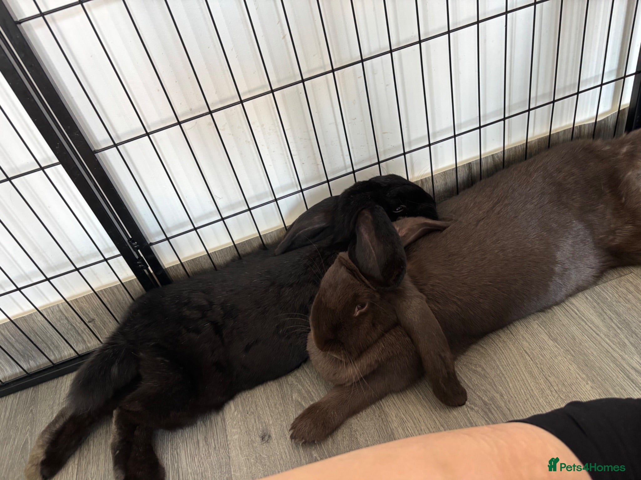 British Giant rabbits Giant lops both female  - Advert 9