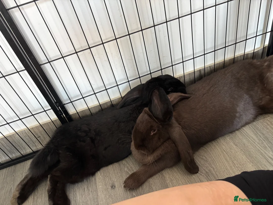 British Giant rabbits for sale: Giant lops both female  - Advert 1