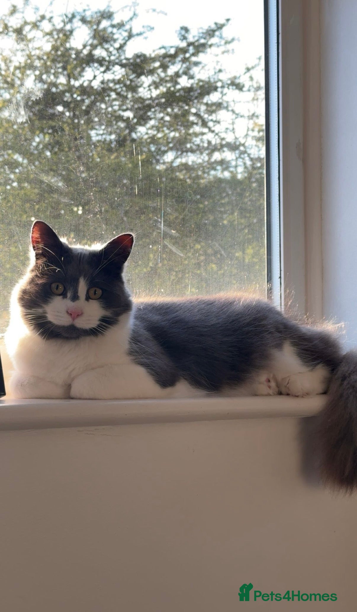 British Longhair cats Grey and white long hair cat - Advert 8