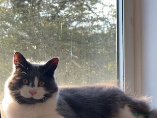 British Longhair cats Grey and white long hair cat - Advert 1