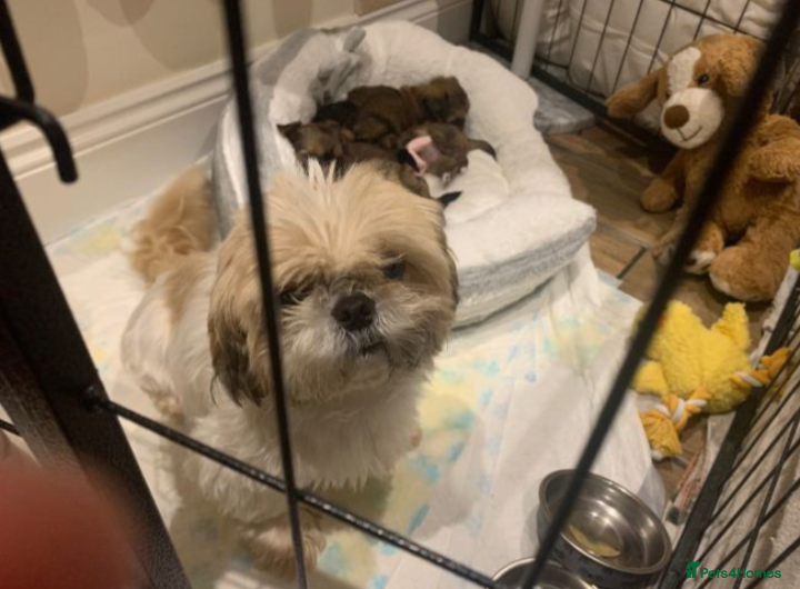 Shih Tzu dogs 2 Female Shih Tzu Puppies – Ready Soon - Advert 7