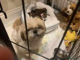 Shih Tzu dogs 2 Female Shih Tzu Puppies – Ready Soon - Advert 6
