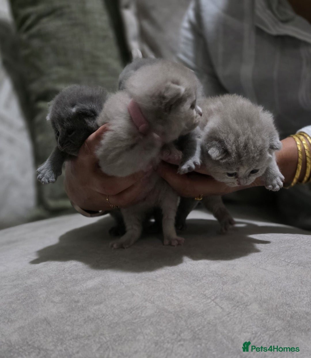 British Shorthair cats for sale: ** LAST ONE LEFT BLUE MALE British Shorthair ** - Advert 12