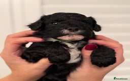 Mixed Breed dogs for sale: Adorable jackacavapoo puppies only 2 left  - Image 20