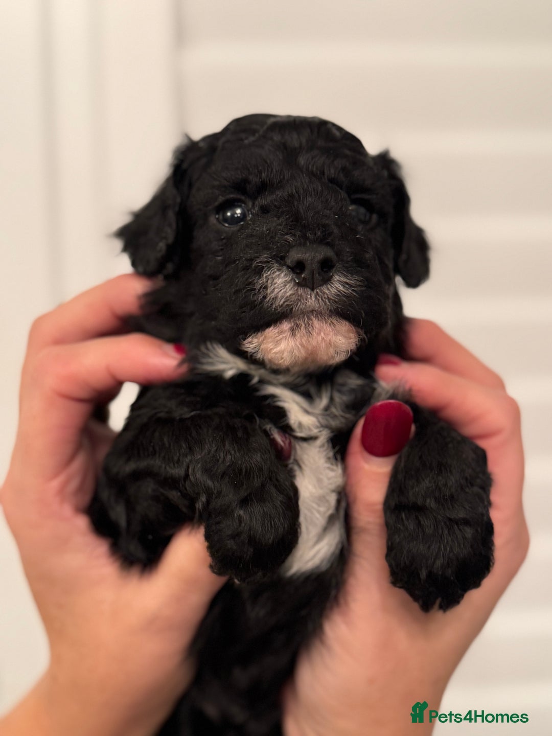 Mixed Breed dogs for sale: Adorable jackacavapoo puppies only 2 left  - Image 20