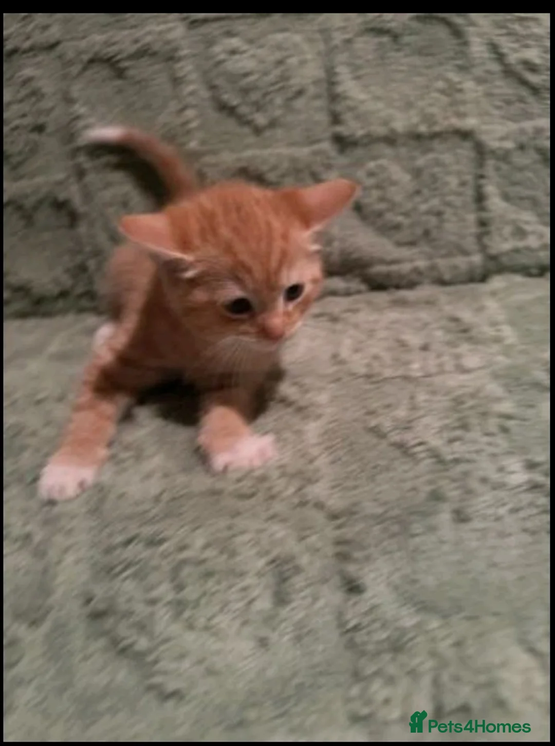 Mixed Breed cats for sale: Adorable kittens sale - Advert 10