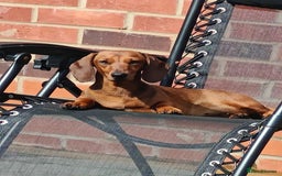 Miniature Dachshund dogs for sale: Outstanding Litter KC Reg Health Tested Parents - Image 4