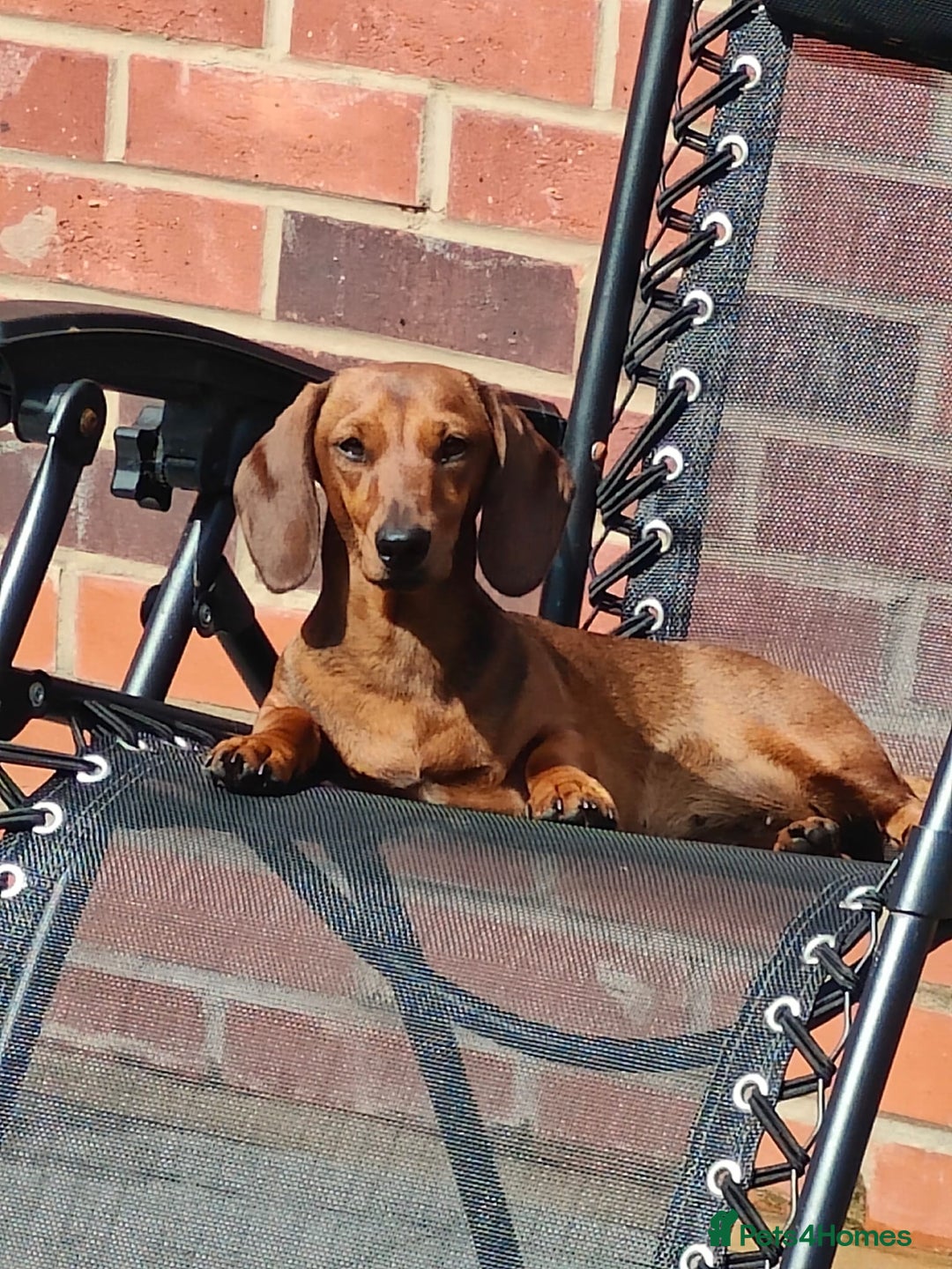 Miniature Dachshund dogs for sale: Outstanding Litter KC Reg Health Tested Parents - Image 4