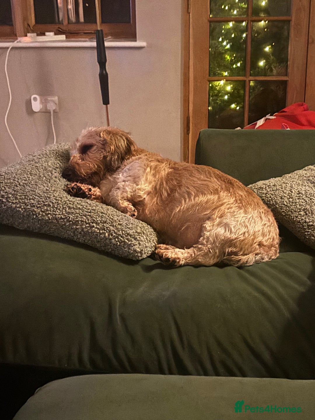 Miniature Dachshund dogs for sale: Dachshund wire haired - Advert 2