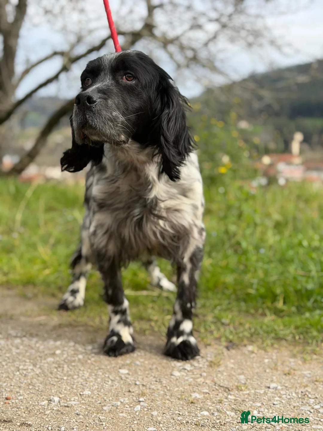 English Setter dogs for adoption: Bixkor - Advert 2