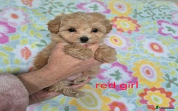 Maltipoo dogs for sale: F1 Maltipoo puppies 🐶 Just 2 girls remaining  - Advert 16