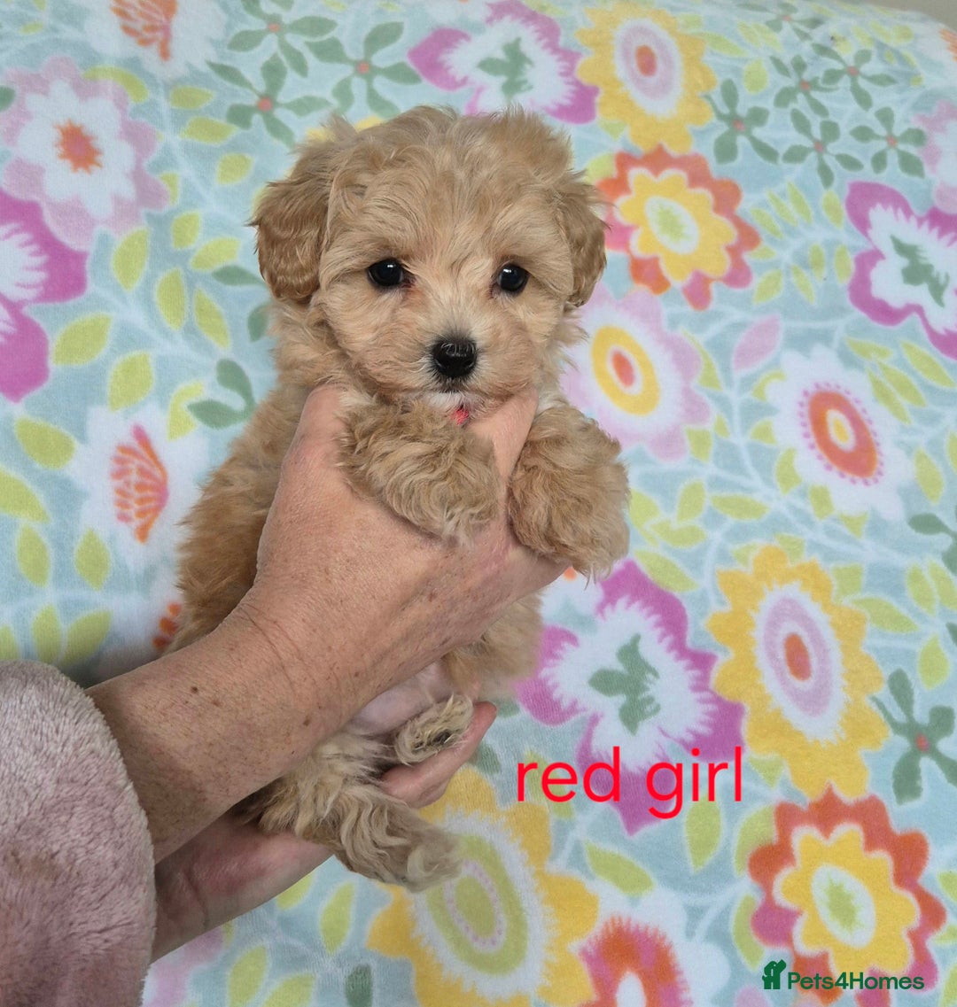 Maltipoo dogs for sale: F1 Maltipoo puppies 🐶 Just 2 girls remaining  - Advert 16