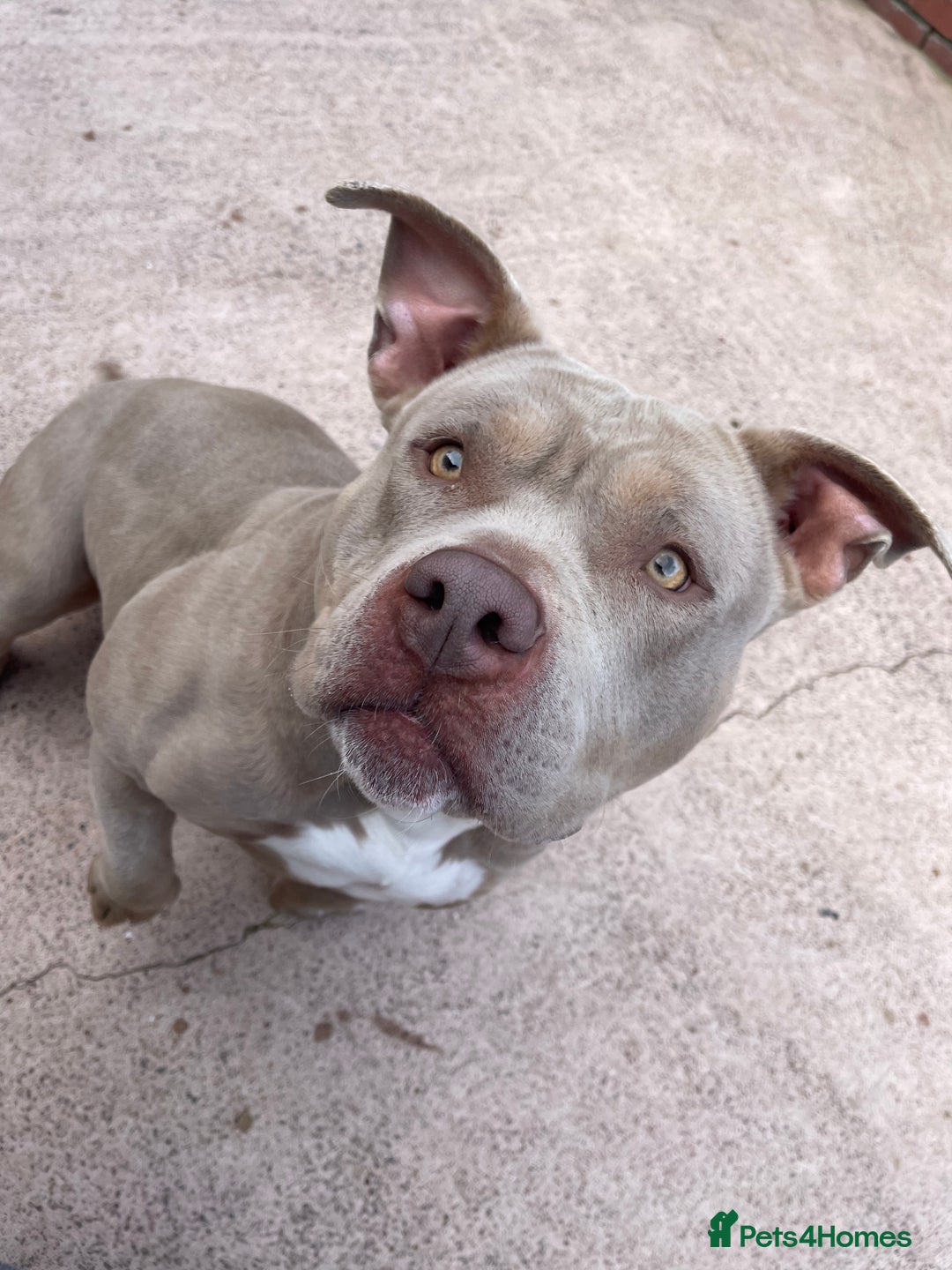 American Bully dogs for sale: 2 year old pocket bull girl - Advert 1