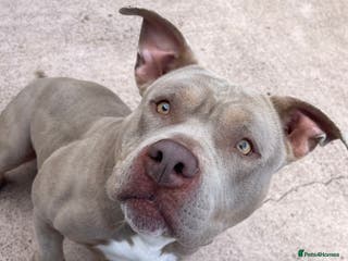 American Bully dogs 2 year old pocket bull girl - Advert 2